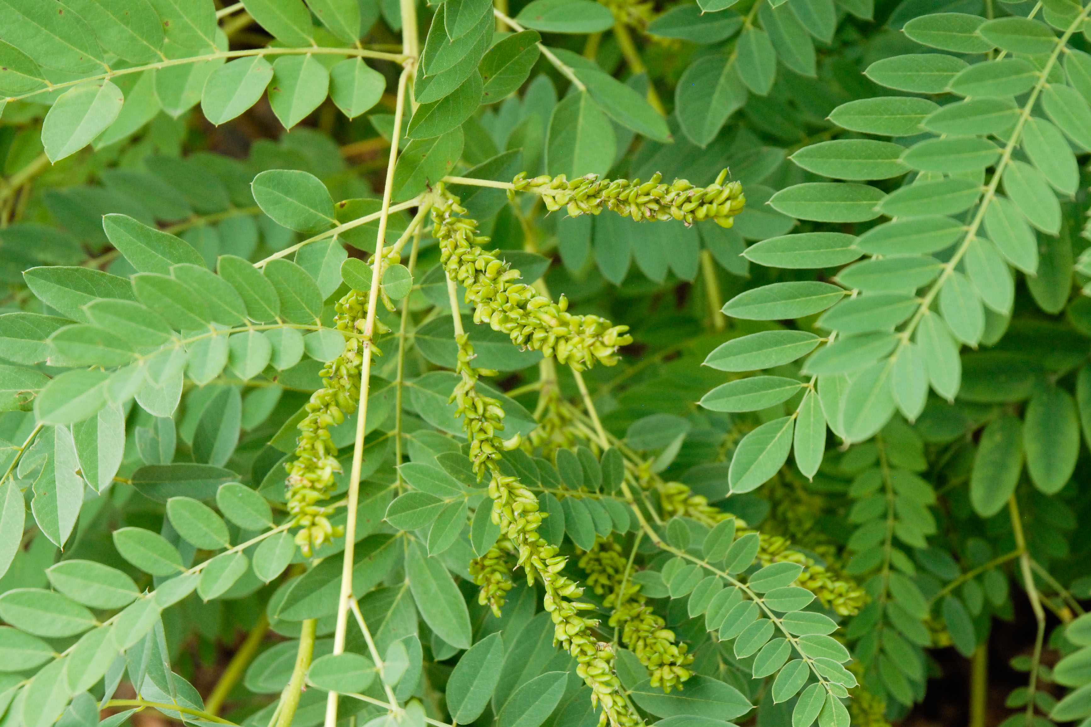 False Indigo Bush